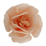 fleur-de-magnolia-en-azyme-deco-de-gateau