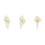 arums-en-sucre