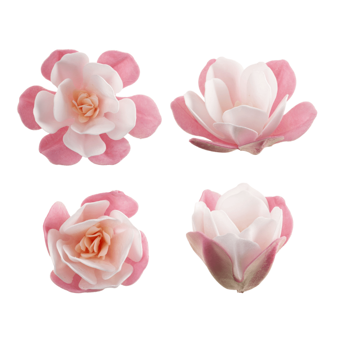 fleurs-de-magnolia-rose-en-azyme